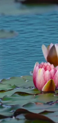 This live wallpaper showcases a stunning scene of water lilies that float on a serene lake with hues of pink and blue