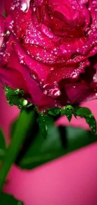 This mobile live wallpaper showcases a stunning pink rose with glistening water droplets on its delicate petals