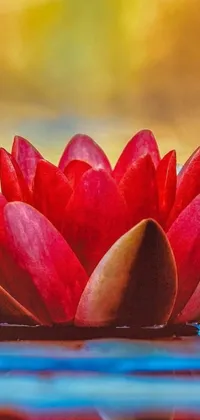 Enhance your phone screen with this amazing live wallpaper featuring a red flower placed perfectly on serene water