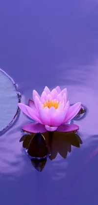 The Pink Flower Live Wallpaper is a serene addition to your phone with a floating pink flower over blue and purple waters