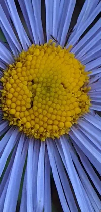 This phone live wallpaper features a stunning blue flower with a yellow center in mid-closeup