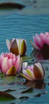 Enjoy the peaceful beauty of nature on your phone with this live wallpaper featuring a grove of water lilies floating effortlessly atop a serene body of water