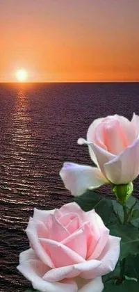 This live wallpaper features pink roses and a lush green plant surrounded by tranquil waters during sunset at the beach