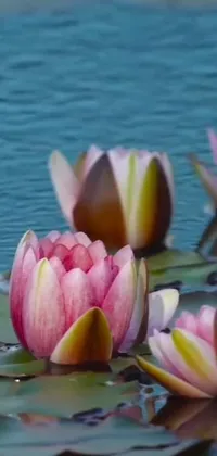 Introducing a stunning live wallpaper featuring a group of water lilies floating on top of a calm and reflective body of water