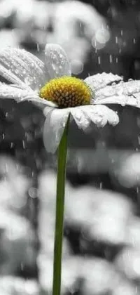 This live wallpaper for your phone showcases a beautiful black and white photograph of a flower in the rain