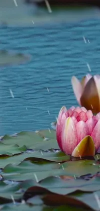 This live wallpaper showcases a stunning image of water lilies gently bobbing across a tranquil body of water