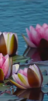 This phone live wallpaper features a serene video art scene of water lilies floating on a calm body of water