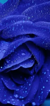 This live wallpaper for your phone showcases a close-up of a blue rose with water droplets