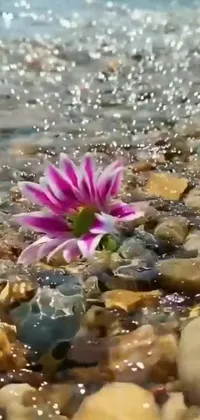 "Experience serenity with our new phone live wallpaper featuring a stunning pink lily flower on a rocky beach surrounded by sparkling water