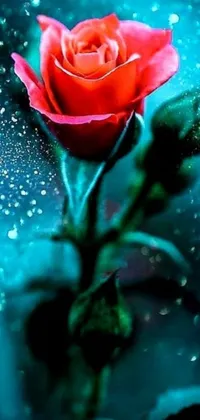Create a stunning phone live wallpaper with this unique design! Featuring a striking red rose on top of a serene blue background, this wallpaper also includes a heartwarming picture and a selection of joyful emojis
