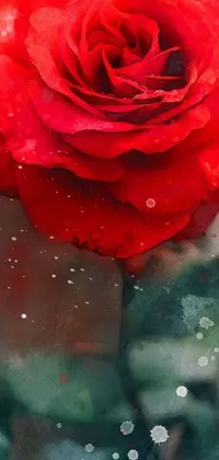 This smartphone live wallpaper depicts an awe-inspiring digital art of a watercolor painting featuring a red rose with water droplets by the talented Anna Füssli