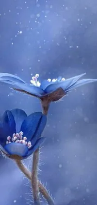 This phone live wallpaper features two blue flowers with petals arranged in a stunning display