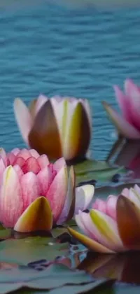 Introducing a stunning live wallpaper for your phone featuring a serene scene of water lilies floating on a peaceful lake