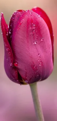 This 4k vertical wallpaper features a beautiful and detailed close-up of a maroon red tulip