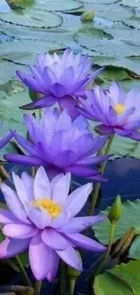 This soothing phone live wallpaper showcases a captivating image of purple flowers atop a serene body of water