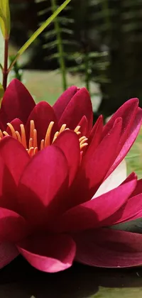 Bring a touch of nature into your phone with this stunning crimson live wallpaper