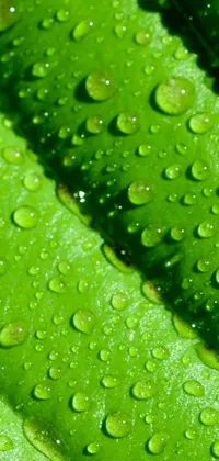 Looking for a beautiful and environmentally friendly live wallpaper for your phone? Look no further than this stunning green leaf design, featuring sparkling water droplets and a range of gorgeous green hues