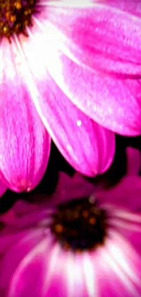 This live wallpaper showcases a pair of pink flowers next to each other in a beautiful macro photograph