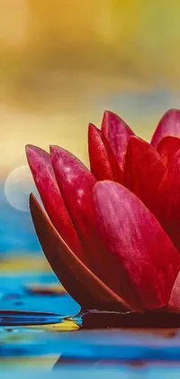This phone live wallpaper features a serene, red flower atop a calm body of water on a lily pond