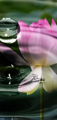 This live wallpaper features a pink flower floating on water, paired with a soothing rippling effect for a meditative atmosphere