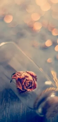 This phone live wallpaper captures the captivating essence of romance and beauty with its dried rose placed inside a glass bottle on a wooden table