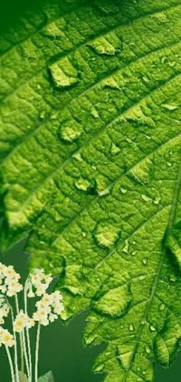This live wallpaper features a close-up of a green leaf with water droplets and a forest background in shades of green, verbena, and chamomile