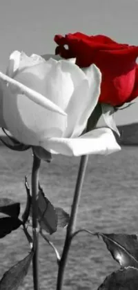 This <a href="/">live phone wallpaper</a> features two vibrant red and white roses set against a tranquil body of water