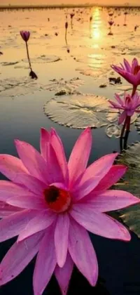 This phone live wallpaper showcases a breathtaking pink flower nestled on a tranquil, evening-lit body of water