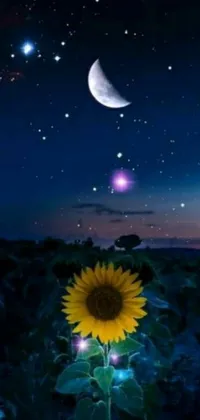 This stunning phone live wallpaper features a breathtaking sunflower in a vast field with a glowing moon in the background