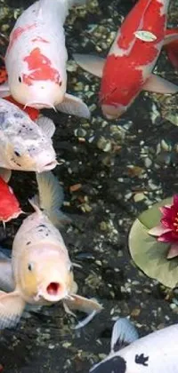 Bring nature into your phone with this stunning live wallpaper! Watch as a group of koi fish gracefully swim in a pond filled with lush greenery and colorful rocks