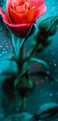 This mobile wallpaper features a captivating red rose above a lush green leaf, with a mist of blue, white, and red adding a dreamy effect