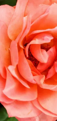 This phone live wallpaper showcases a vibrant Pink Rose Vase against a stunning Orange Flower Garden backdrop
