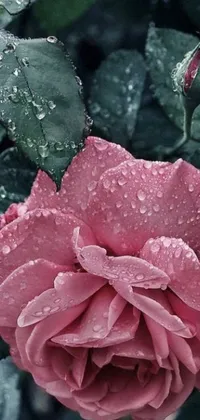Get lost in the beauty of nature with this stunning pink rose live wallpaper for your phone