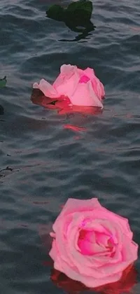 This smartphone live wallpaper showcases a stunning arrangement of pink roses drifting atop calm waters, boasting a lo-fi aesthetic and dreamy Warpaint-inspired vibe