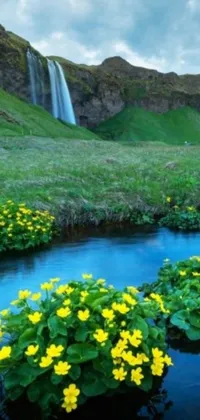 This stunning live wallpaper for your phone showcases a serene setting in Iceland, with a group of beautiful yellow flowers sitting atop a lush green hillside and a nearby waterfall adding to the tranquil scenery