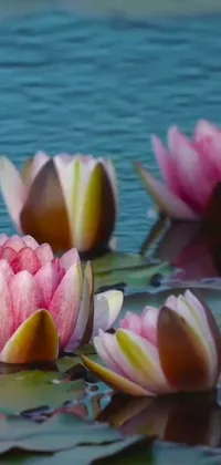 This phone live wallpaper displays a group of water lilies floating gently on a lake, using a high-definition image sourced from Pexels