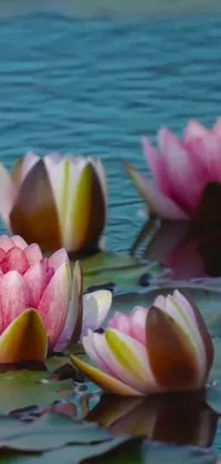 This phone live wallpaper displays a breathtaking scene of water lilies gently floating on a serene lake