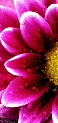 This live wallpaper showcases a stunning close-up shot of a purple flower with water droplets scattered on its pink and yellow petals