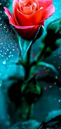 This phone live wallpaper features a red rose on a blue surface with dew drops and fluttering butterflies