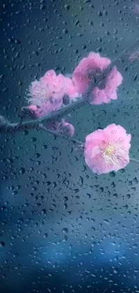 This phone live wallpaper features a beautiful pink flower on a rain-soaked window