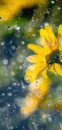 This phone live wallpaper showcases a close up of a yellow helianthus flower in the rain