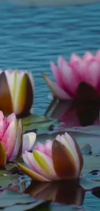 Bring the beauty of a serene lake right onto your phone's screen with this stunning live wallpaper featuring a group of water lilies floating gently atop the water