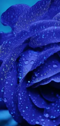 Experience the beauty of a blue rose with water droplets on its petals through this stunning live wallpaper