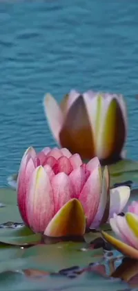 This is a stunning phone live wallpaper depicting a group of water lilies gently floating atop a serene body of water