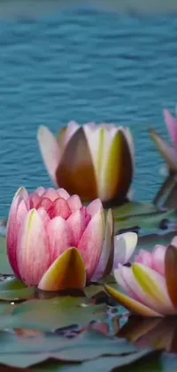 This phone live wallpaper depicts a group of water lilies floating serenely on a calm body of water