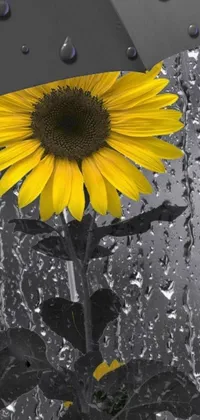 Transform your phone with this gorgeous live wallpaper featuring a striking black and white photo of a sunflower under an umbrella