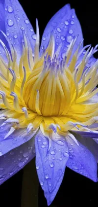 This phone live wallpaper showcases a stunning close-up of a beautiful nymphaea flower with water droplets on it