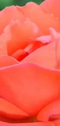 This phone live wallpaper showcases a stunning close-up of a flower with a blurred background in shades of pink and orange