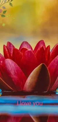 This phone live wallpaper depicts a vibrant red flower floating on top of a serene body of water