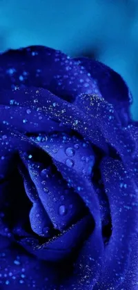 This mobile live wallpaper showcases a beautiful blue rose with water droplets, perfect for any phone user searching for a simple and elegant wallpaper